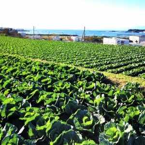 目の前に広がる、大空と大地の恵み。