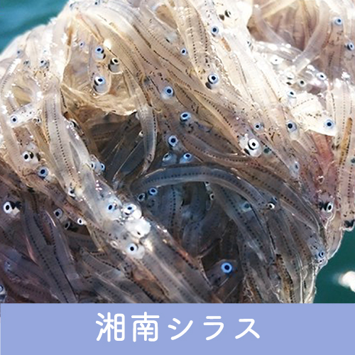 湘南シラス